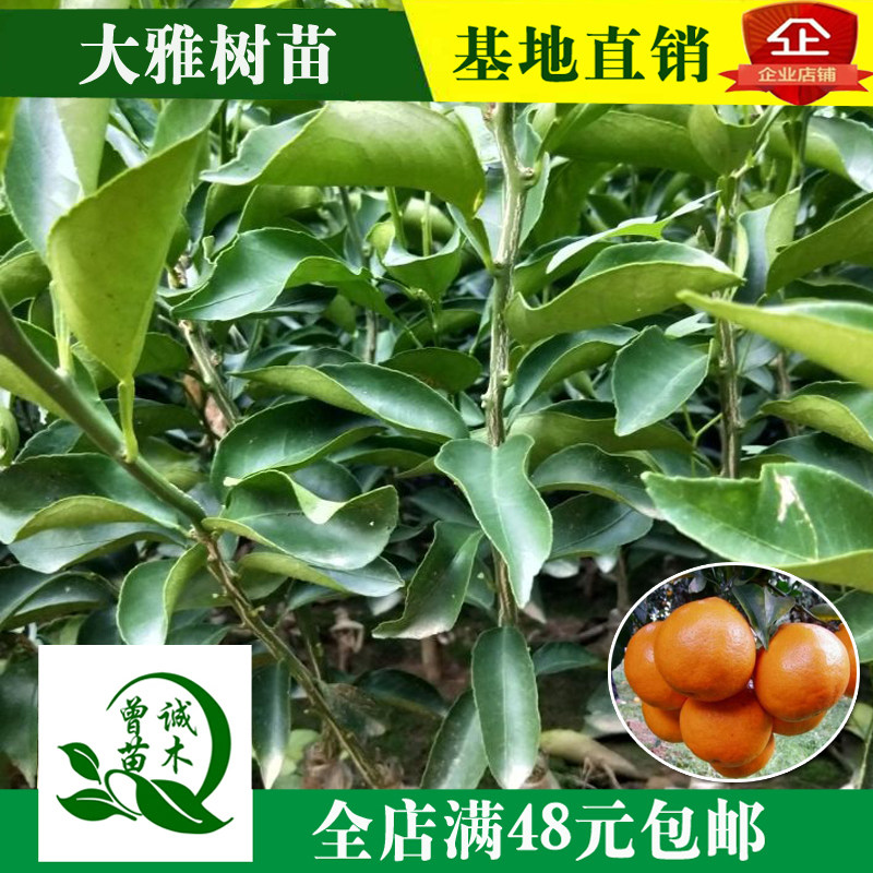 大雅柑1号果树苗嫁接新品种柑橘子苗杂柑桔苗四川盆地载当年结果