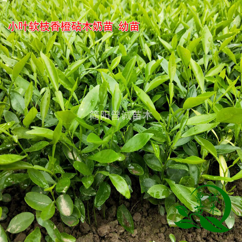 四川直销本地小叶软枝红桔奶砧木