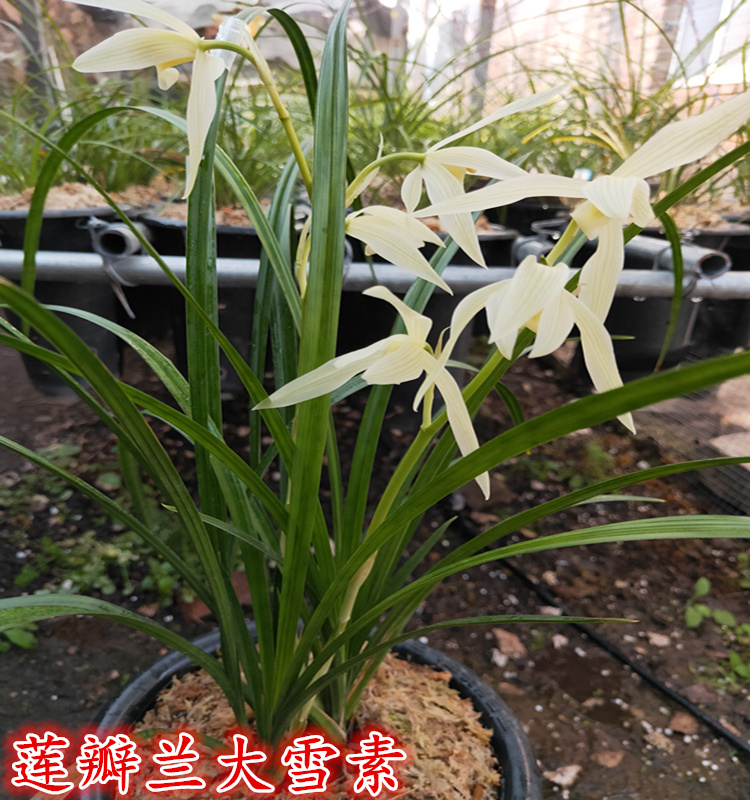 云南大理兰花苗莲瓣兰带花苞连体苗大兜兰花莲瓣兰茗品大雪素 鲜花速递/花卉仿真/绿植园艺 时令草本花卉 原图主图