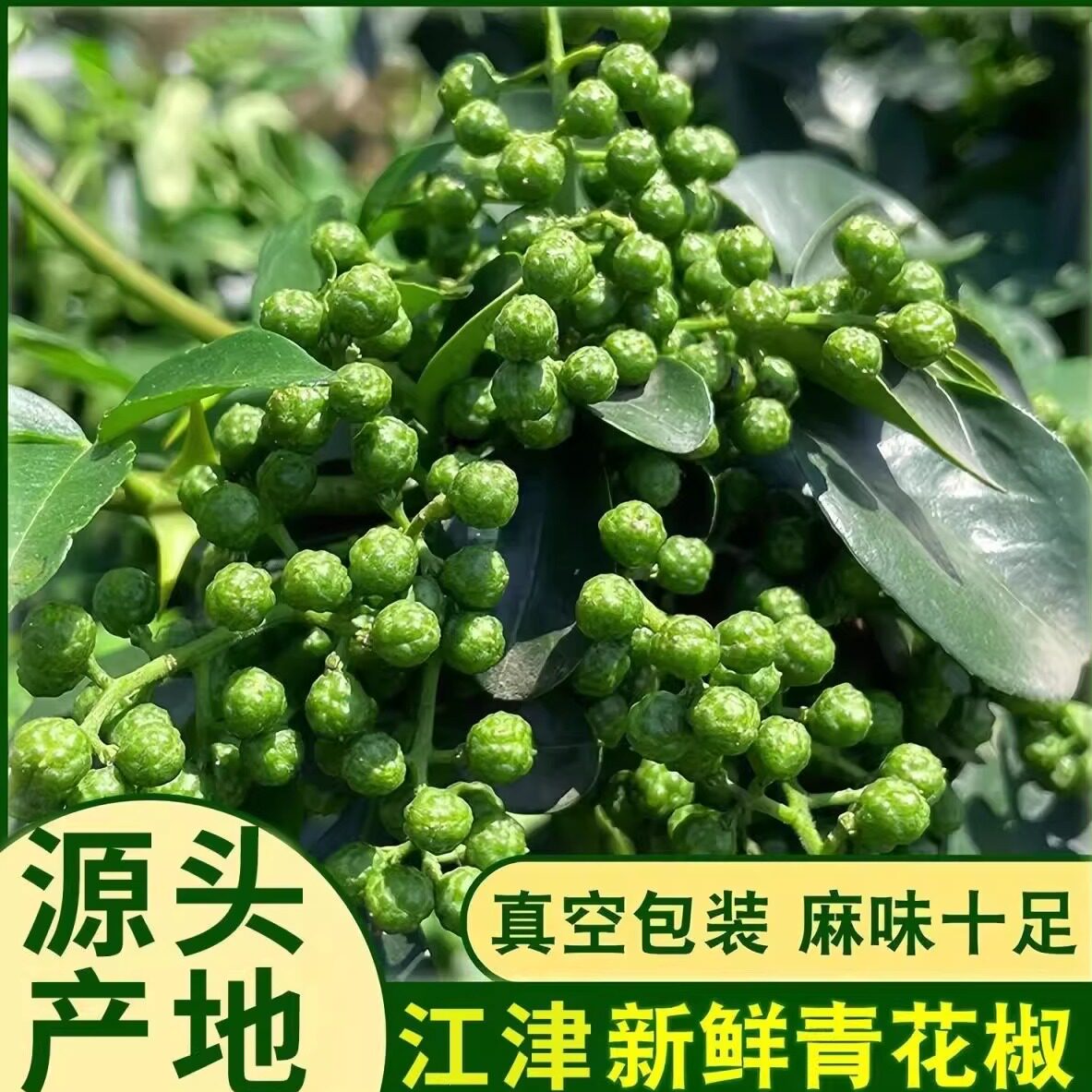 正宗新鲜青花椒四川藤椒特麻椒特香特麻重庆江津九叶青鲜花椒食用