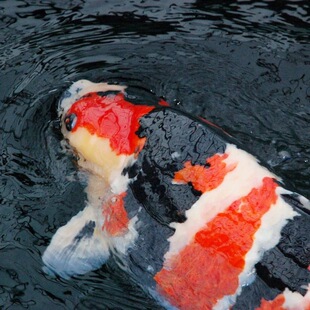 昭和三色锦鲤活体观赏鱼淡水冷水鱼纯种锦鲤鱼苗三色昭和火鲤绯写