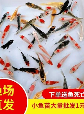 广东发货日本种鱼红白昭和三色黄金小锦鲤鱼苗水花冷水招财淡水鱼