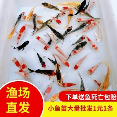广东发货日本种鱼红白昭和三色黄金小锦鲤鱼苗水花冷水招财淡水鱼
