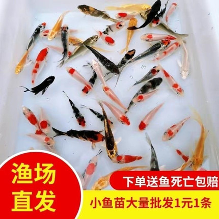 广东发货日本种鱼红白昭和三色黄金小锦鲤鱼苗水花冷水招财淡水鱼