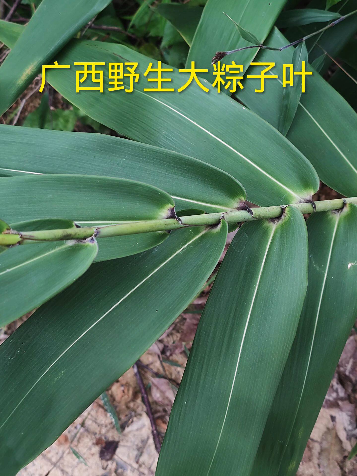 广西粽叶免邮野生新鲜大粽子叶芒叶大号现摘新叶非竹叶芦苇叶