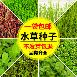 养鱼懒人水草植物真草大对叶牛毛草种子鱼缸造景前景草草坪草籽