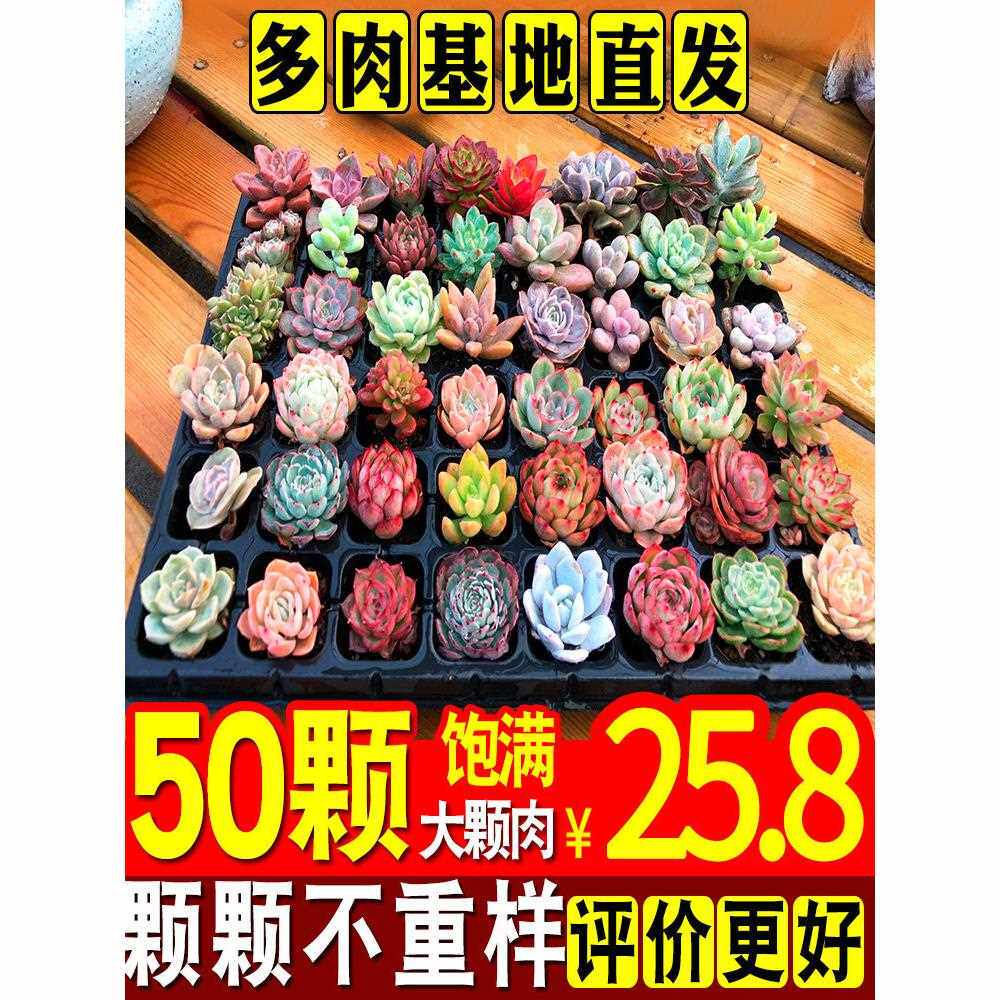 新疆包邮多肉植物肉肉植物组合花卉盆栽室内套餐玉露绿植稀有品种