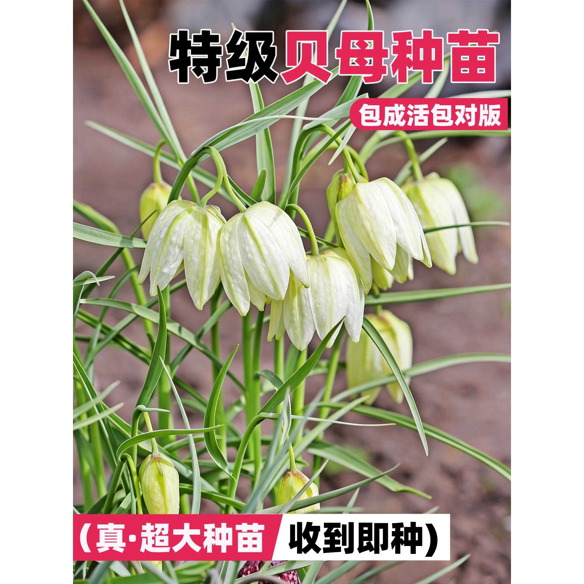 新疆包邮贝母种苗四季种植贝母种球阳台庭院盆栽地栽室内观赏浙贝