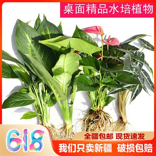 新疆包邮水培植物水生盆栽绿植绿萝龟背春雨白掌花卉防辐射净化空