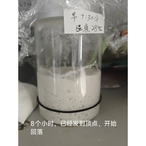 天然酵母菌鲁邦种菌湿的无需在起种可以直接养老面引子