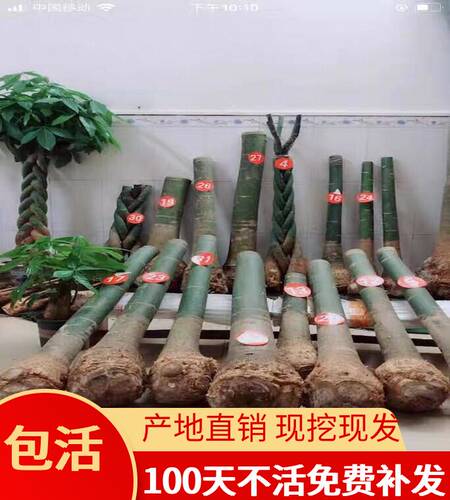 发财树大独杆绿植盆栽辫子树桩步步高升寓意四季长青净化室内空气