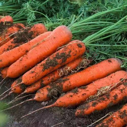 当季新鲜带泥脆甜水果胡萝卜