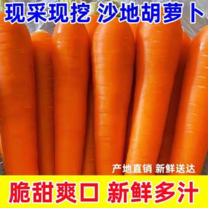 沙地新鲜蔬菜水果农家自种现挖带泥胡萝卜新鲜红萝卜脆甜营养健康