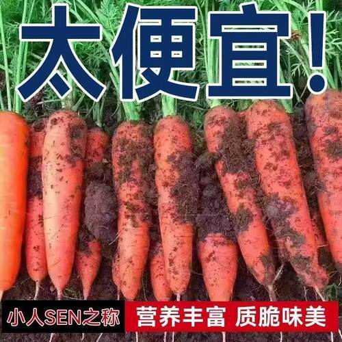 沙地新鲜蔬菜水果农家自种现挖9斤产地新鲜现挖带泥水果胡萝卜
