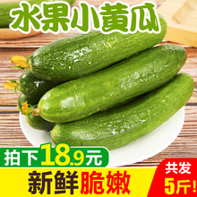 水果小黄瓜新鲜5斤包邮当季整箱生吃小青瓜农家孕妇新鲜蔬菜脆嫩