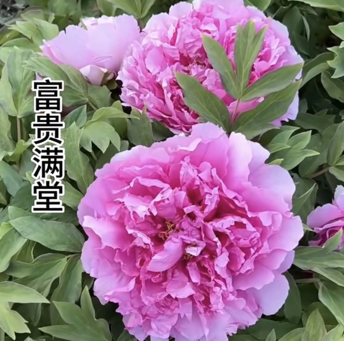 群和【富贵满堂】洛阳牡丹花苗大苗盆栽带盆(粉蓝)重瓣庭院花卉