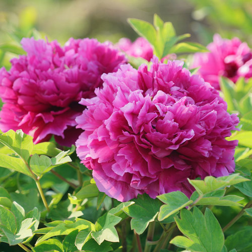 牡丹【洛阳红】原盆原土洛阳基地直发