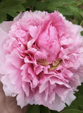 群和【玉楼春】裸根重瓣洛阳牡丹庭院地栽盆栽耐寒观赏木本春季