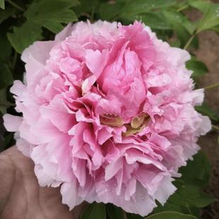 群和【玉楼春】裸根重瓣洛阳牡丹庭院地栽盆栽耐寒观赏木本春季