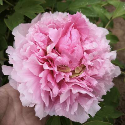 群和【玉楼春】裸根重瓣洛阳牡丹庭院地栽盆栽耐寒观赏木本春季