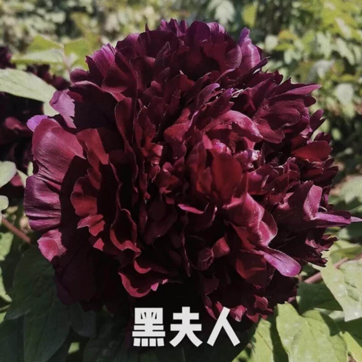 牡丹【黑夫人】原盆原土洛阳基地直发