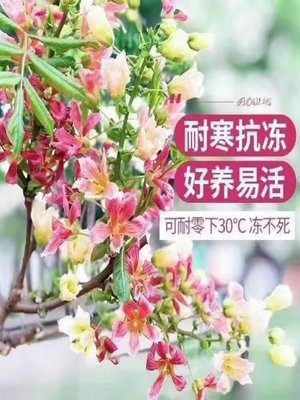 文冠花树苗状元花盆栽室内外阳台庭院盆栽四季好养花卉多年生植物