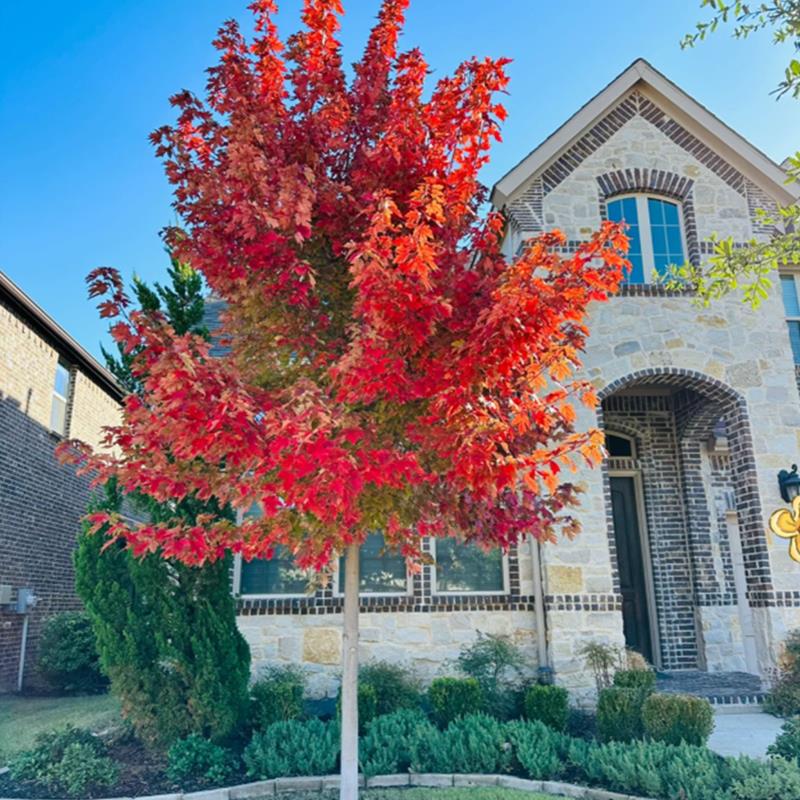 美国红枫树苗庭院风景大树红点红