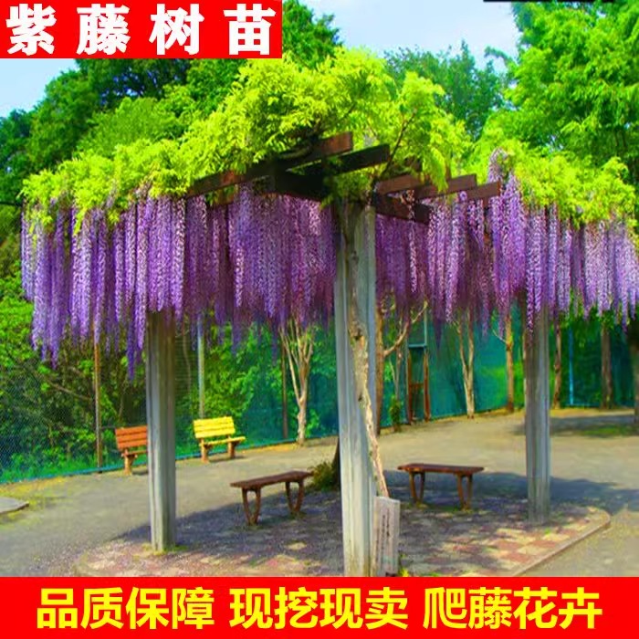 紫藤花树苗爬藤植物庭院围墙