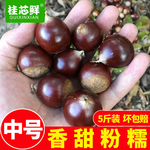 新鲜建瓯特产高山现摘包邮板栗