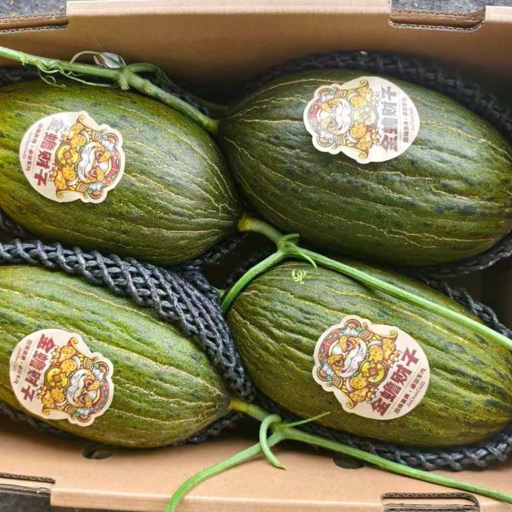 甘肃斗牛当季巴西大漠蜜瓜黑金瓜甜瓜