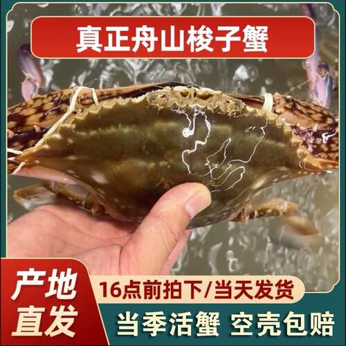 舟山梭子蟹公蟹鲜活发货包鲜包肥