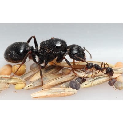 蚂蚁工匠收获蚁活体世界工坊活体宠物昆虫爬宠