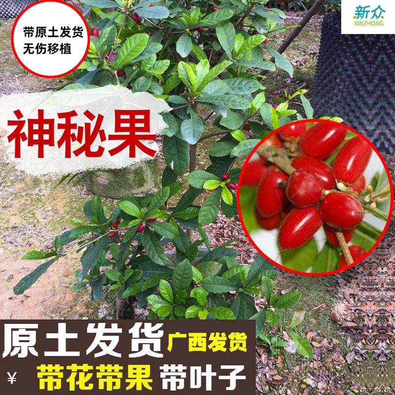 广西正宗四季神秘果树苗神奇果树苗变味果果甜苗珍贵当年开花结果|ruв категории доставка цветов/цветок моделирования/растения садоводства, садовое растение/даосское дерево/фруктовых деревьев, фруктовых деревьев - от Buy2taobao.com для оказания профессиональной услуги покупки агента Taobao