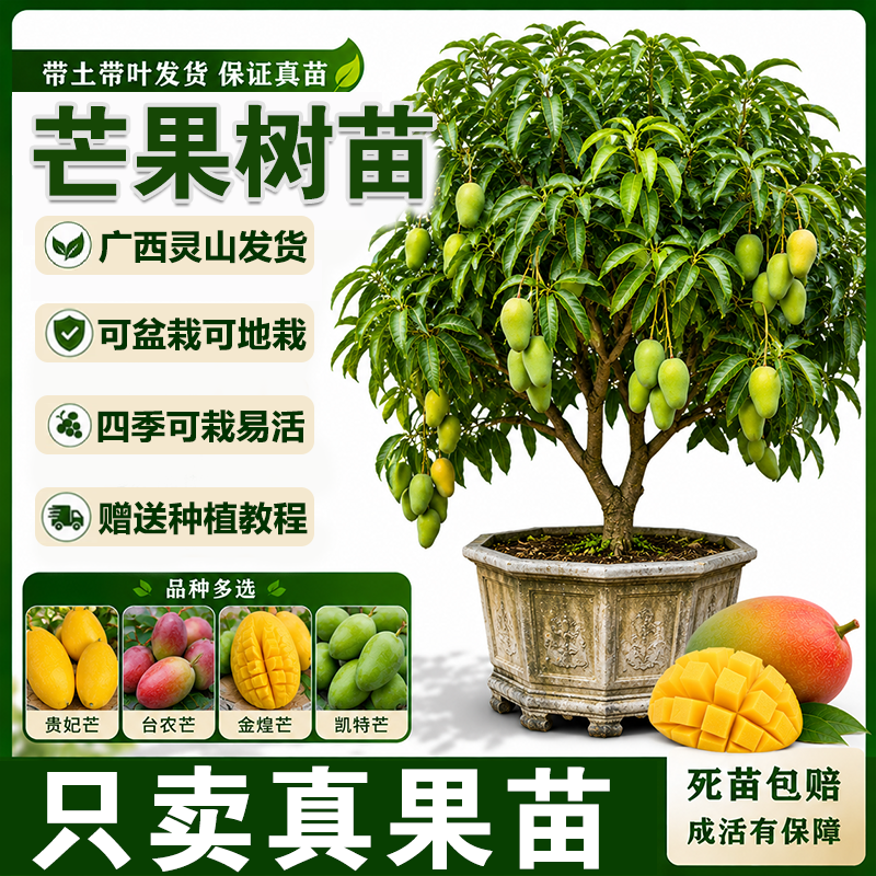芒果树果苗嫁接苗大号四季红贵妃大青芒海南桂七金煌芒果苗树南方