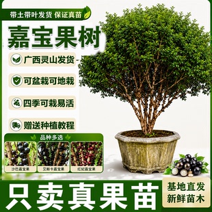 嘉宝果苗树10年四季结果福冈红妃台湾沙巴树葡萄盆栽地栽南方果树