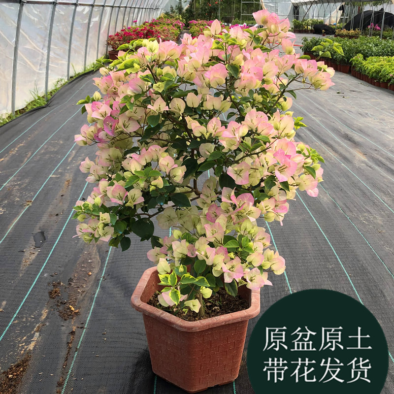 带花发货原盆原土四季开花好养活