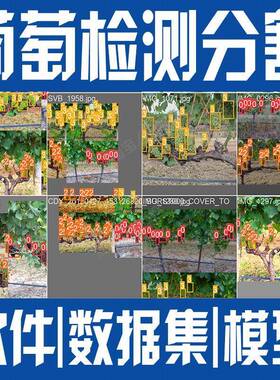 葡萄串图像检测分割数据集模型yolo机器深度学习python自动识别