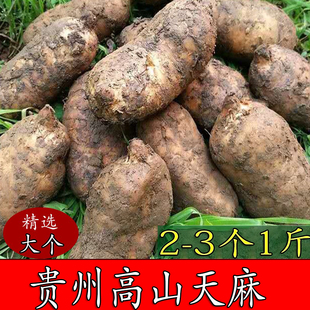 德江天麻新鲜深山野生种植乌天麻特级现挖产地直发无硫生天麻大个