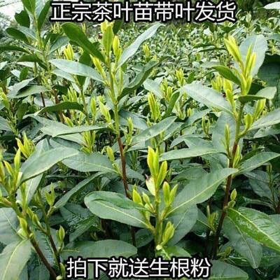 茶叶苗黄金芽茶苗绿茶苗龙井苗安吉白茶树苗碧螺春苗绿茶树苗