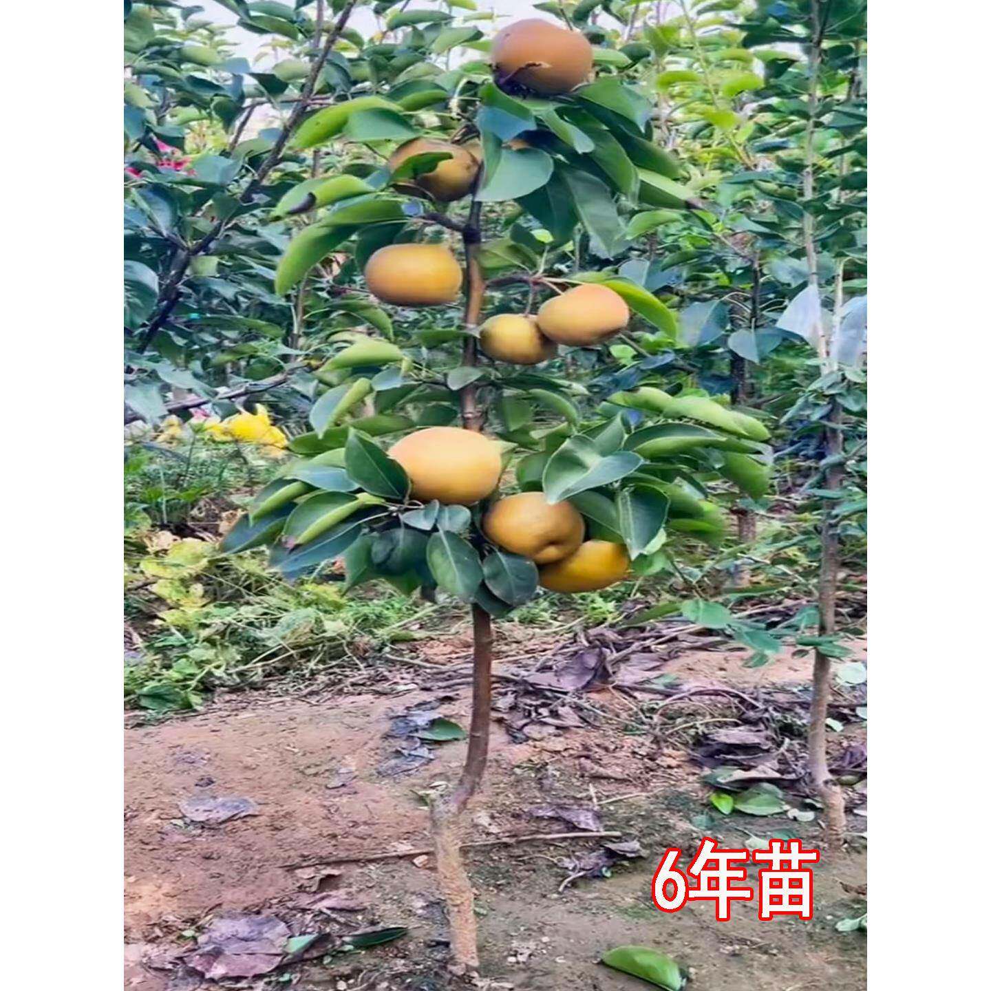 晚熟大果秋月梨树果苗嫁接耐寒梨树活苗南方北方盆栽地栽果树果苗