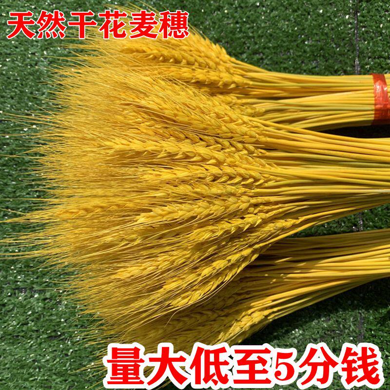 天然麦穗干花花束开业大麦田园装干花