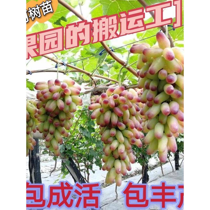 美人指葡萄树苗果树果苗南北方种