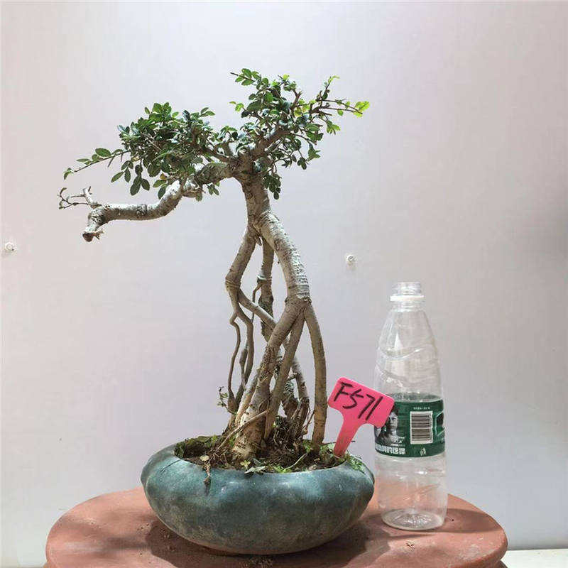 新品榆树盆景植物文人型绿植造型老桩高提根抱石大型室内悬崖式郎