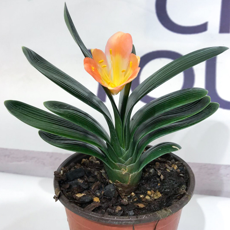 刘文学迷你当年开花君子兰办公室室内袖珍盆栽绿植花卉兰花盆景