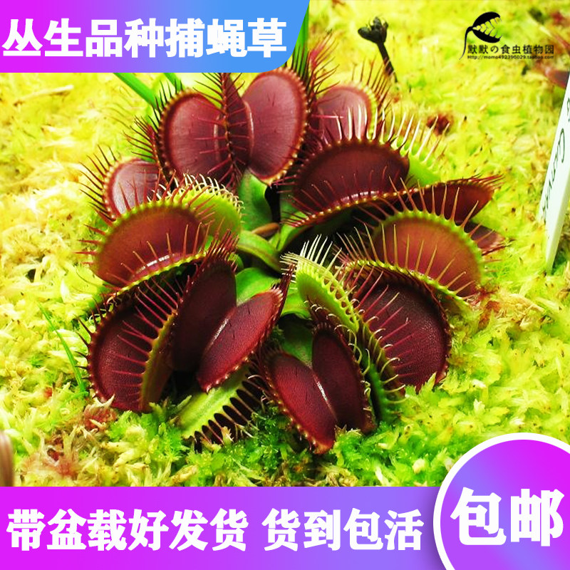 【丛生品种捕蝇草】食虫植物食虫草捕虫草驱蚊草趣味绿植盆栽包邮