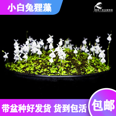 绿植小白兔食虫可爱萌物雨林狸藻