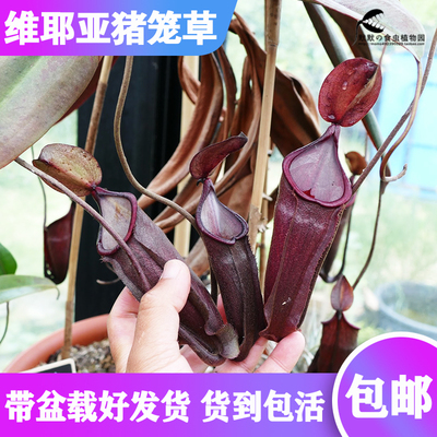耶亚猪笼草食虫植物稀有品种
