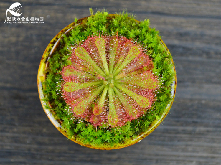 【勺叶茅膏菜】食虫植物食虫草捕虫草食人花趣味绿植盆栽包邮