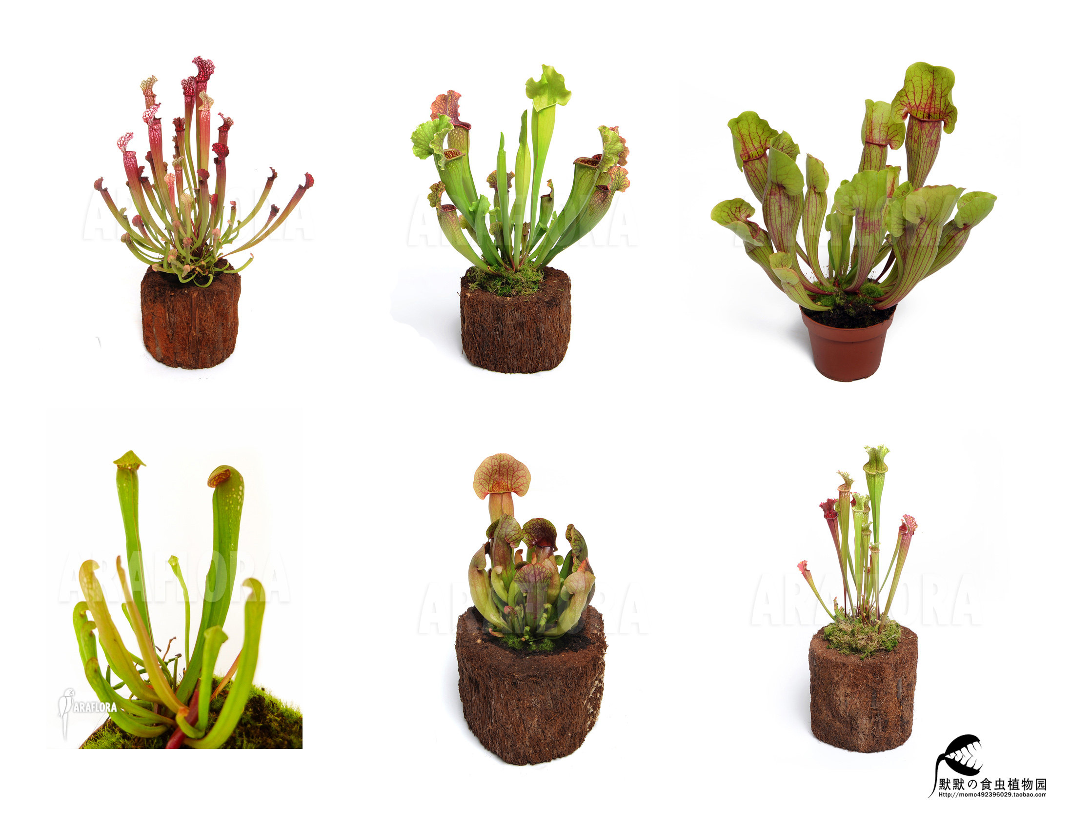 食虫植物-瓶子草套餐【特价包邮】神奇的食虫草 造景食人花瓶子草