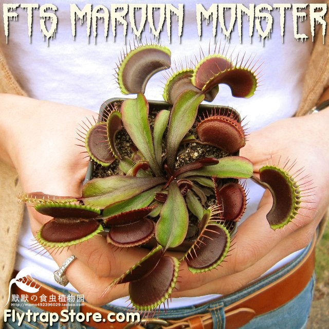 食虫植物-红色巨夹/栗色怪物捕蝇草 食虫草【红色大型品种 包邮】